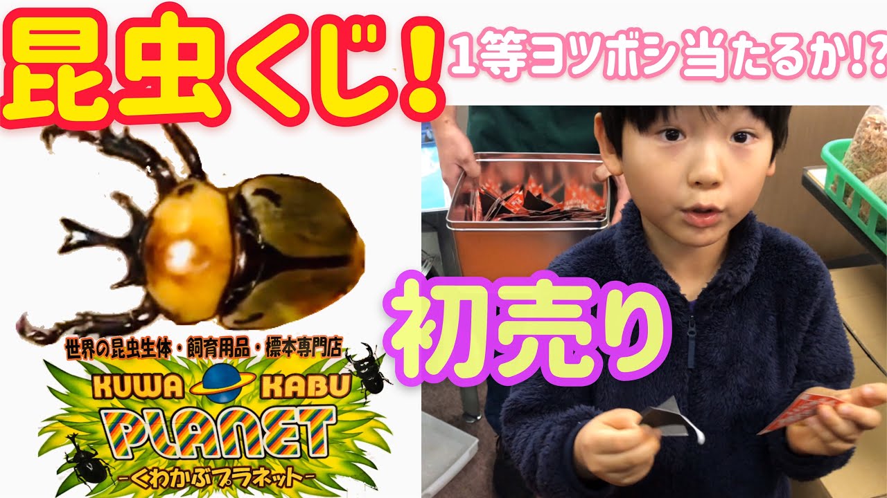 【昆虫くじ】くわかぶプラネットさんの初売りに行ってきました☺️昆虫くじで1等あたるか!?