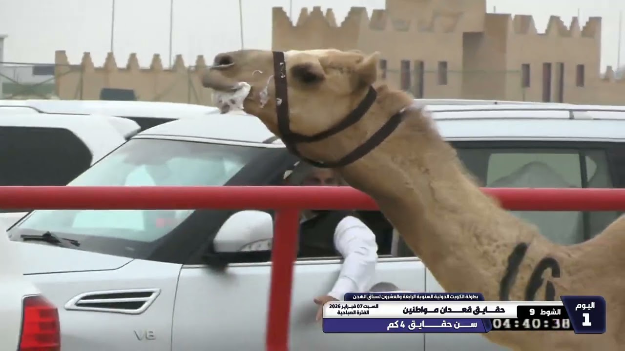 9 الشوط التاسع حقايق قعدان مواطنين السبت 07 02 2026