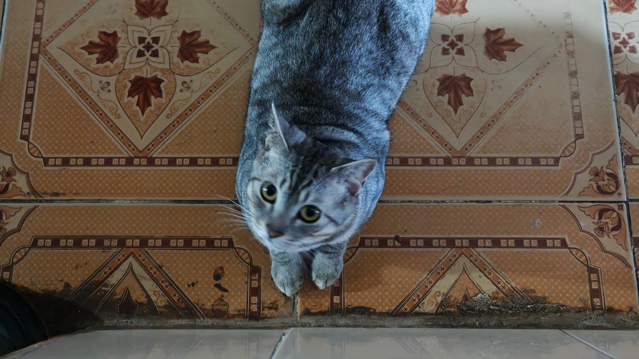 Ông Tek đang chăn heo