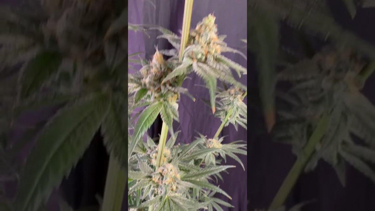 💚 Divine Jelly by Tastebudz Genetics  