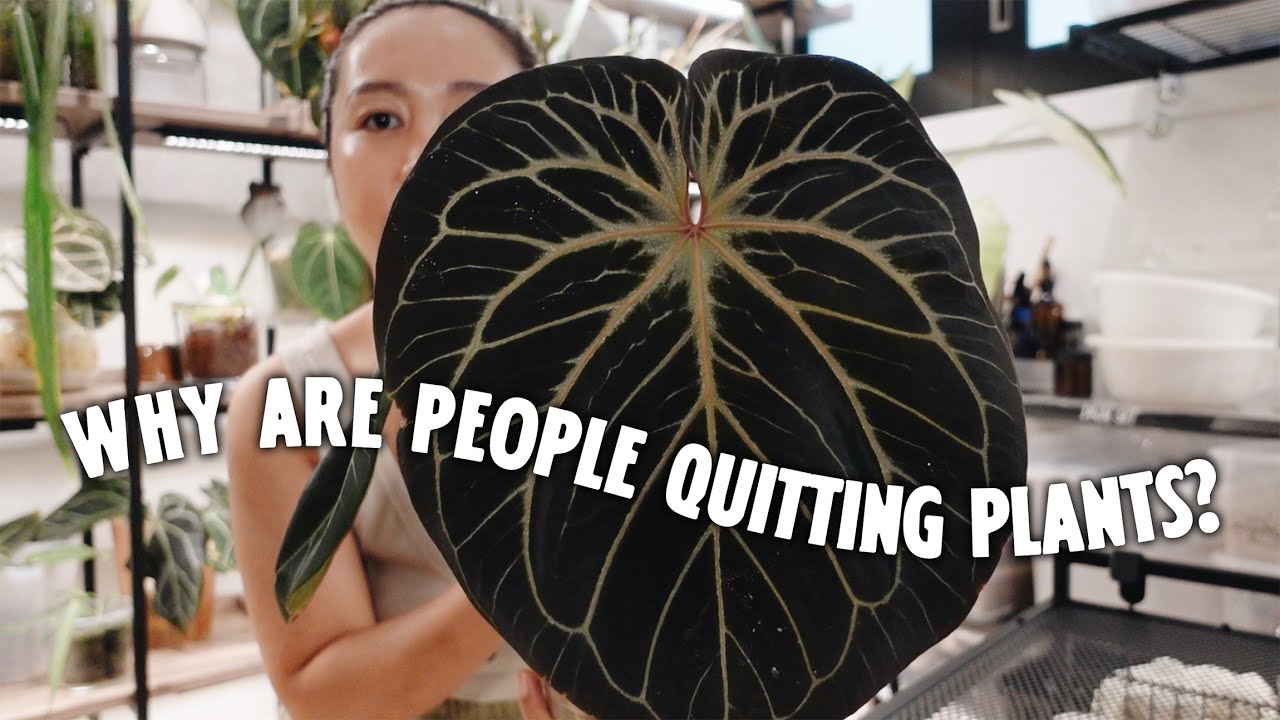 Repot and chat 🌱 | What's happening to the plant community!? 🤔