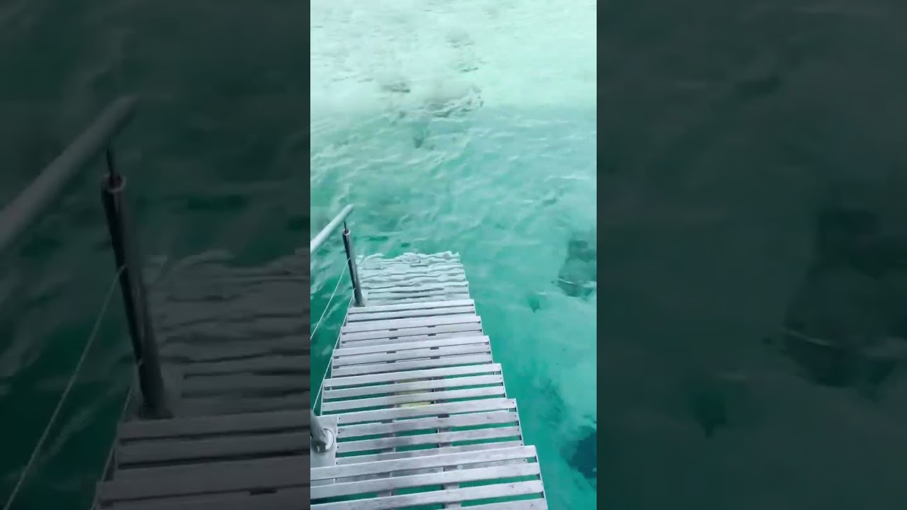 wait for it&hellip; 🐢 New Caledonia is incredible
