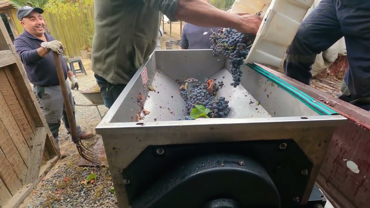 Vendimia - wine harvest - cosecha de uva para vino | Melocura 2024 #chile