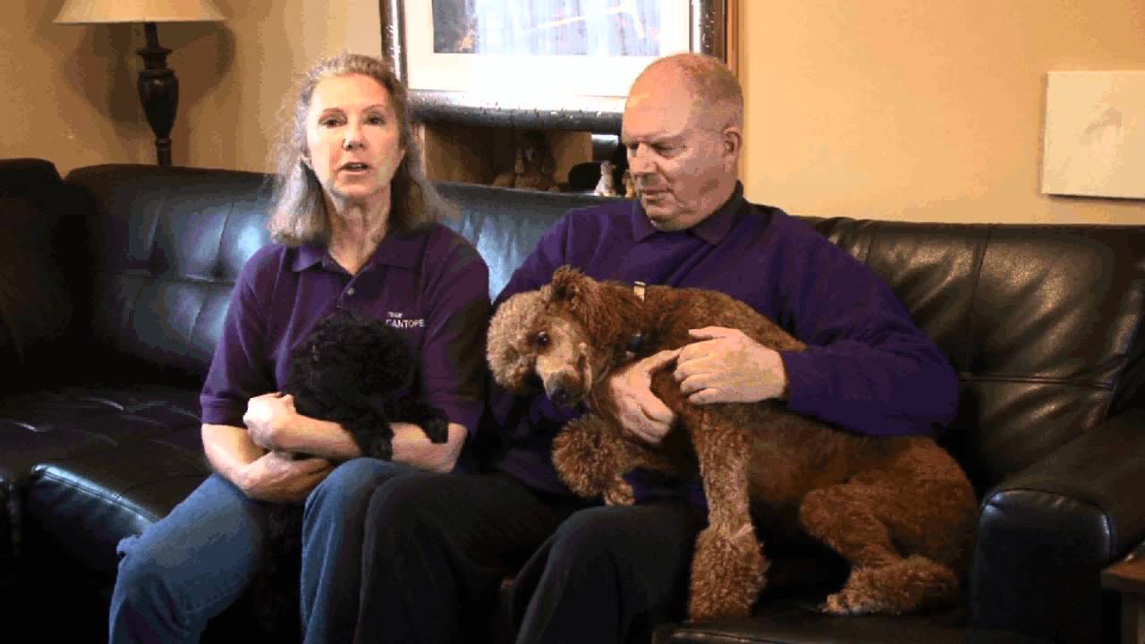 Cantope Standard Poodles
