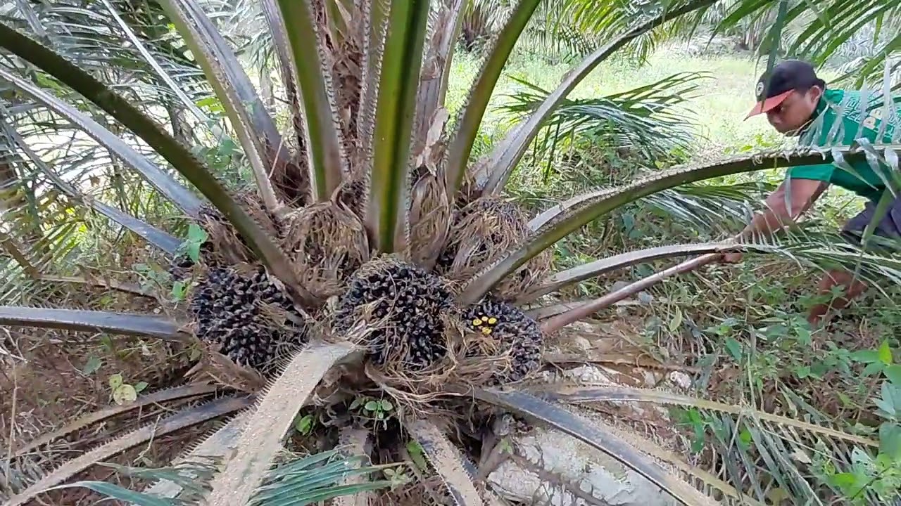 Varietas Seu Supreme dari Bogor