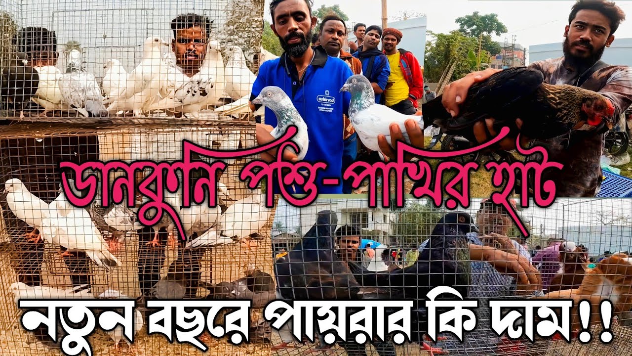Pardankuni pet market : Pigeon price update at 1St January 2023।