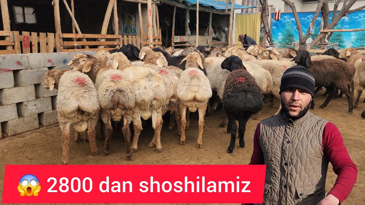2.800 DAN HALQ MAZA QISIN ODILJON DAN SHOSHILAMIZ 