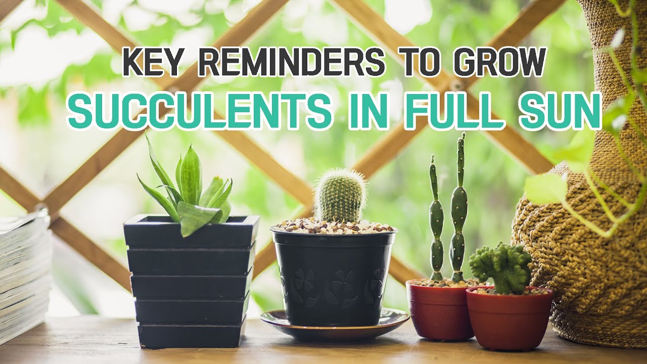 What you should know when growing succulents in full sun 