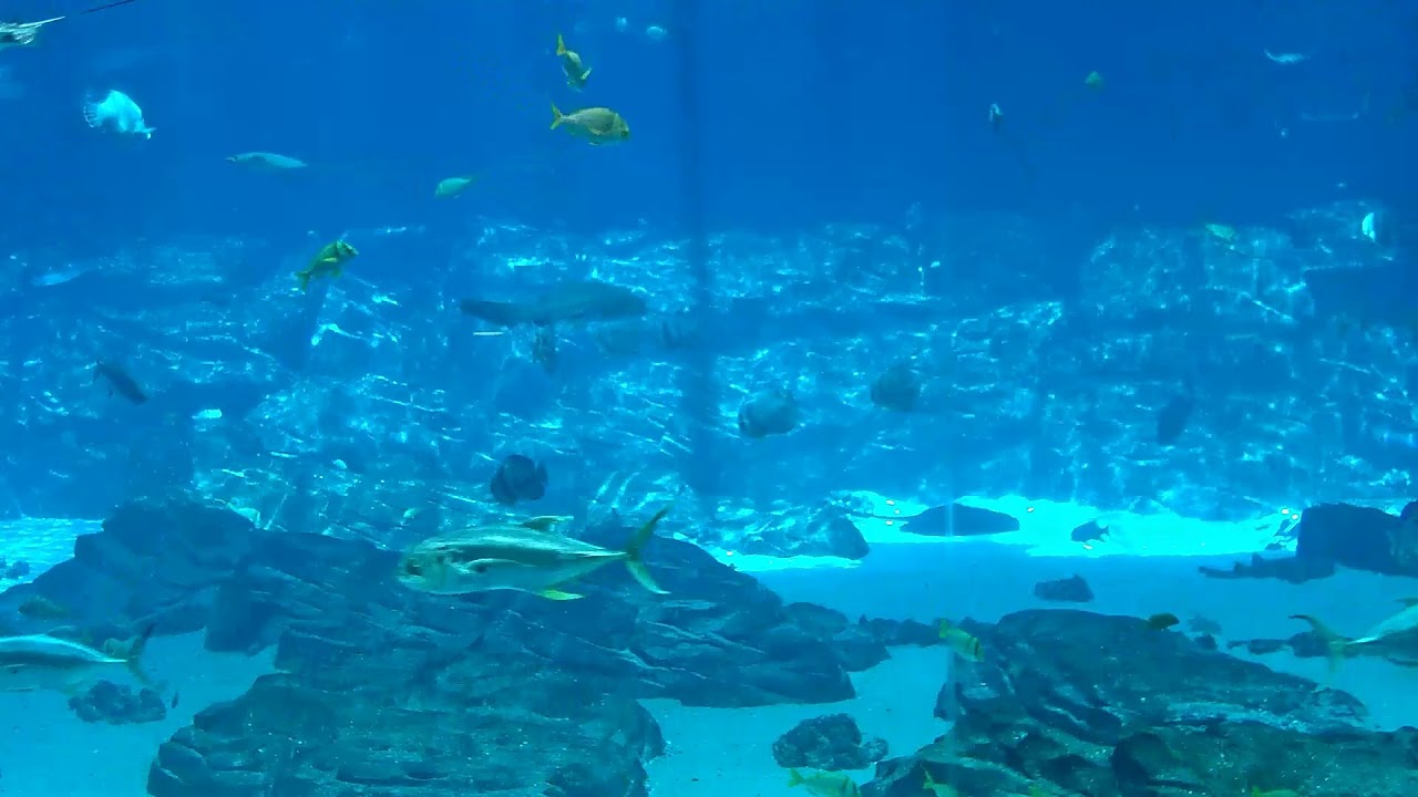 Georgia Aquarium - Ocean Voyager Cam