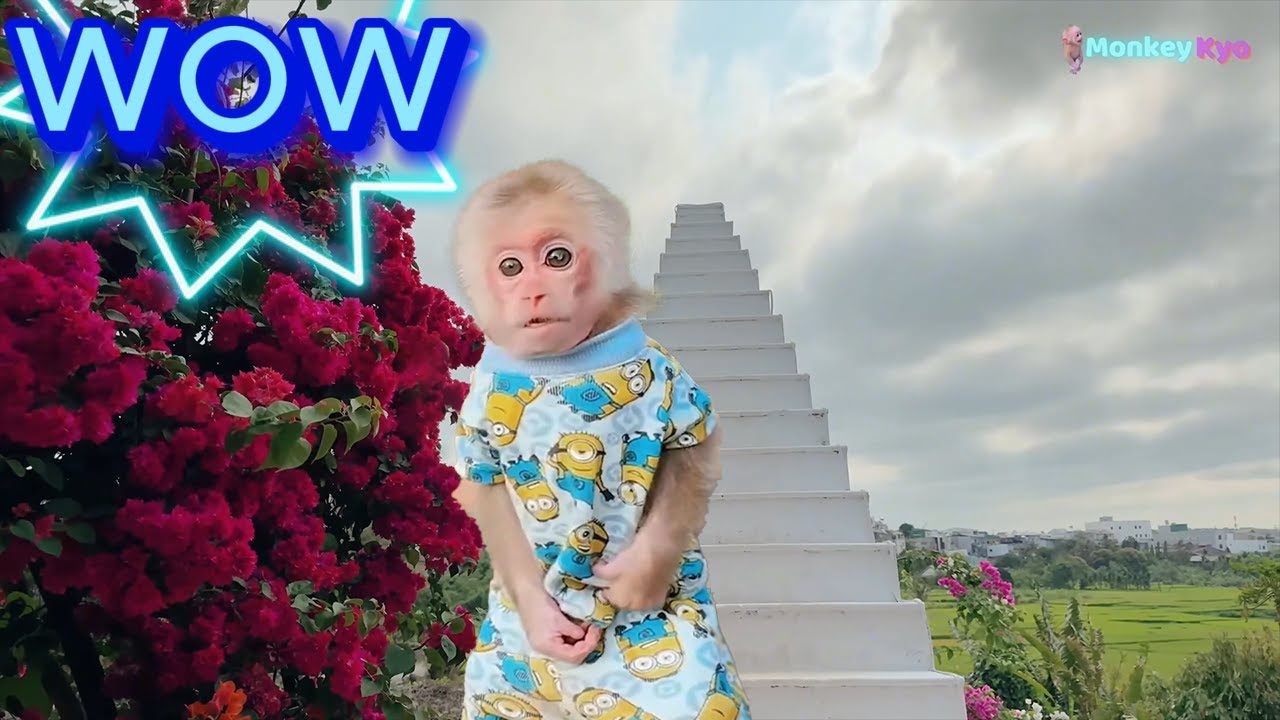 baby monkey Kyo Visits the Beautiful Suburbs with Dad