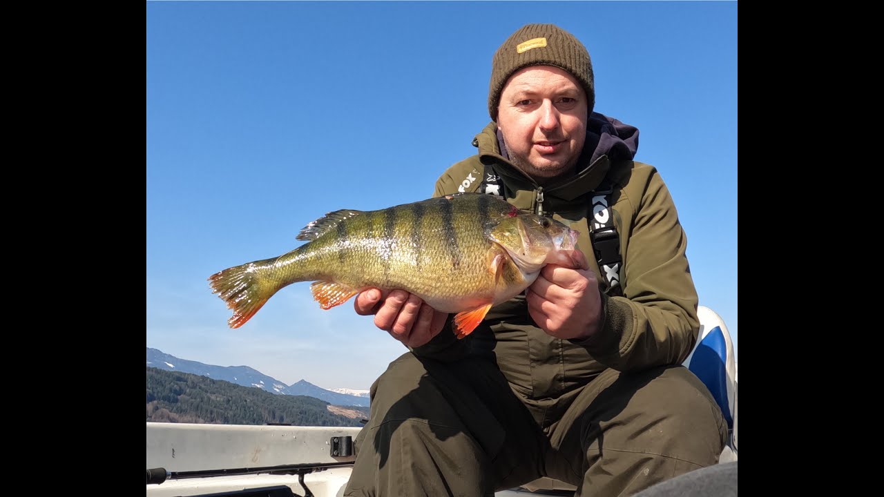 Großbarsch auf Gummifisch Millstätter See Barschangeln