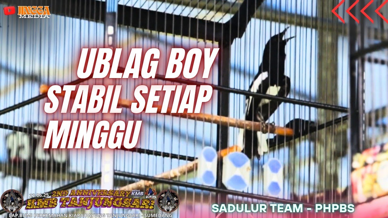 KACER UBLAGBOY | EDAN KACER INI TIAP MINGGU KERJANYA GAK BERUBAH | RESPECT 👌