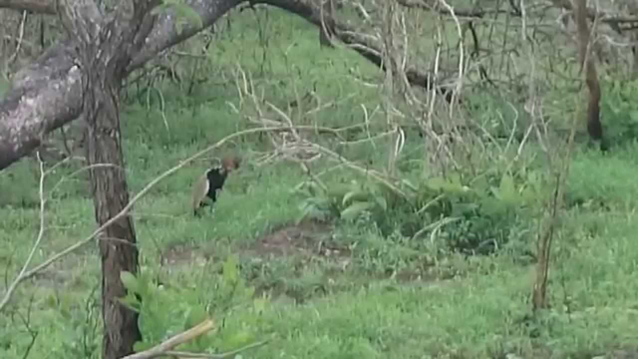 Red Crested Bustard