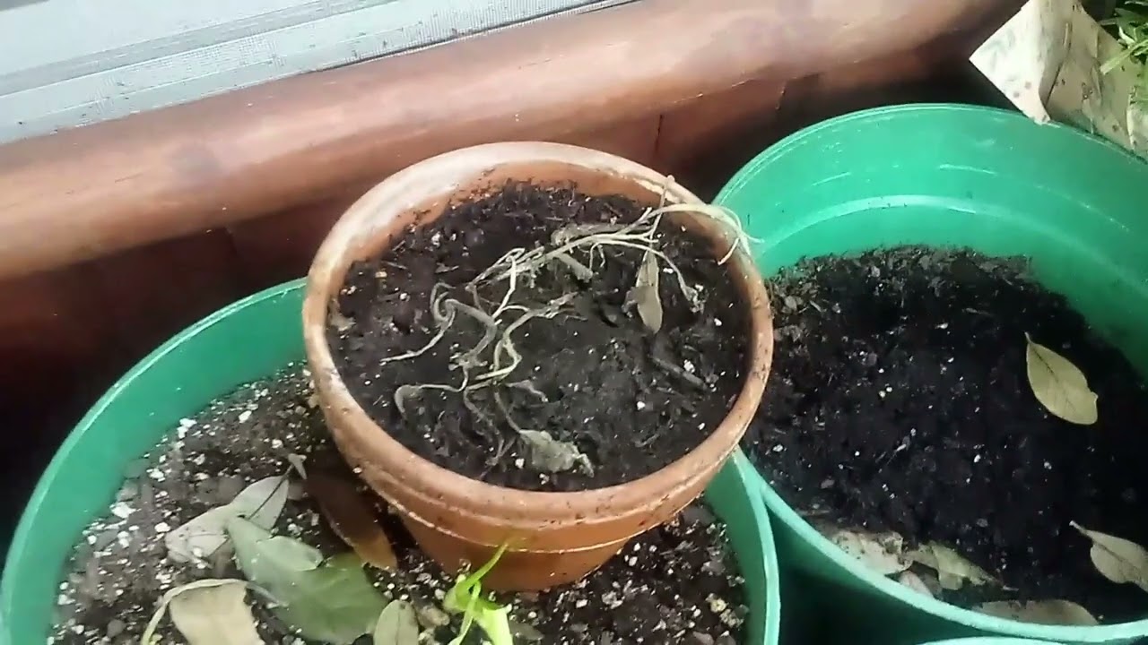 Garden Wed,Feb11