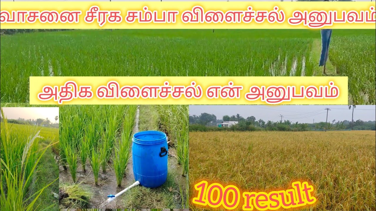 வாசனை சீரக சம்பா முழு விவரம்/விதை முதல் விளைச்சல் வரை என் அனுபவம்