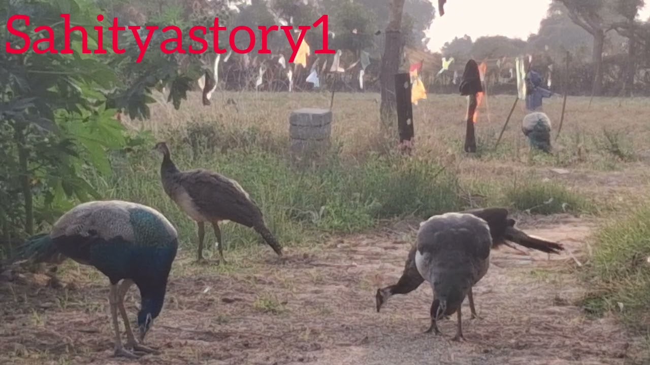 Peahen bird the Indian peacock/most clear sound/@SahityaStory1/peacock video peahen video 