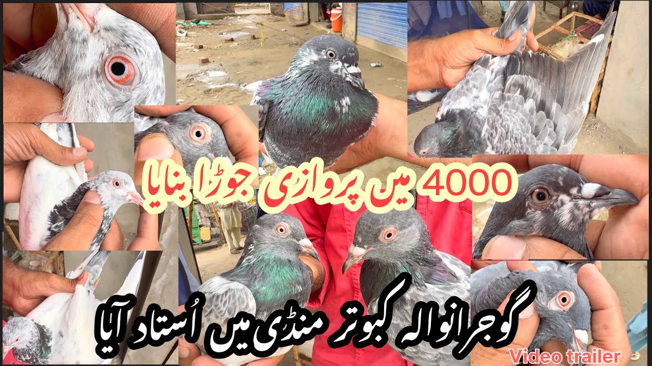 Gujranwala wala kabootar mandi my Ustad aya 