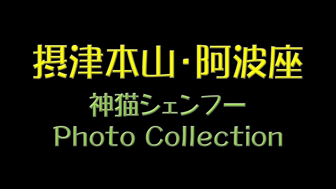 摂津本山・阿波座　神猫シェンフー　Photo Collection
