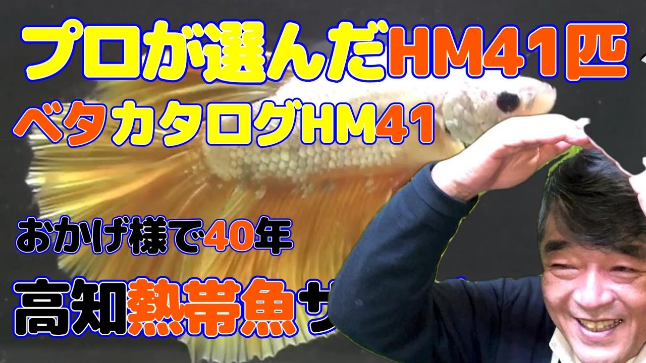 【タイ直輸入】プロが選んだハーフムーンオス41選　高知熱帯魚サービス