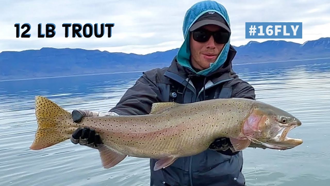 12 Pound Fish on Size 16 Fly!  PYRAMID LAKE - Lahontan Cutthroat