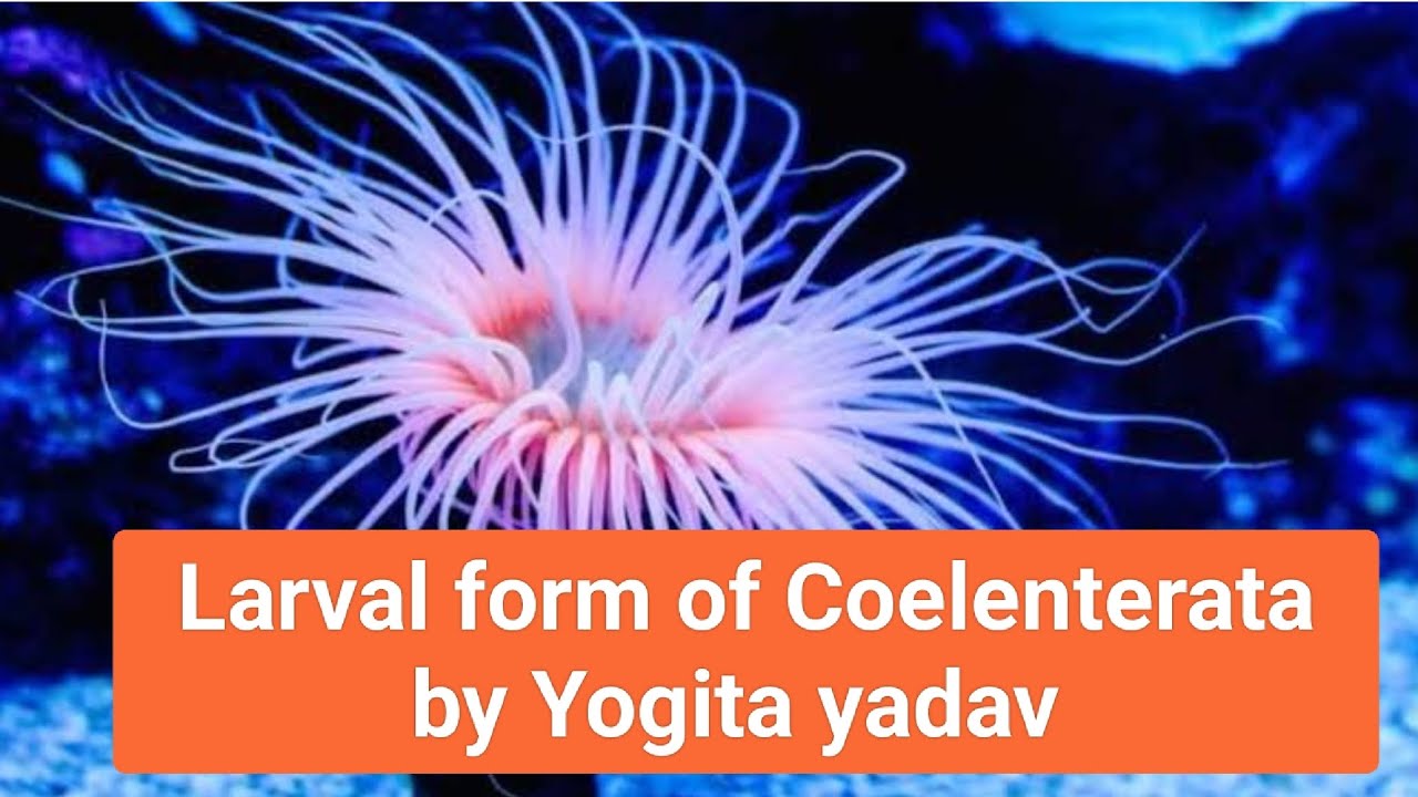 Larval from of Coelenterata easy explanation with Notes by Yogita Yadav