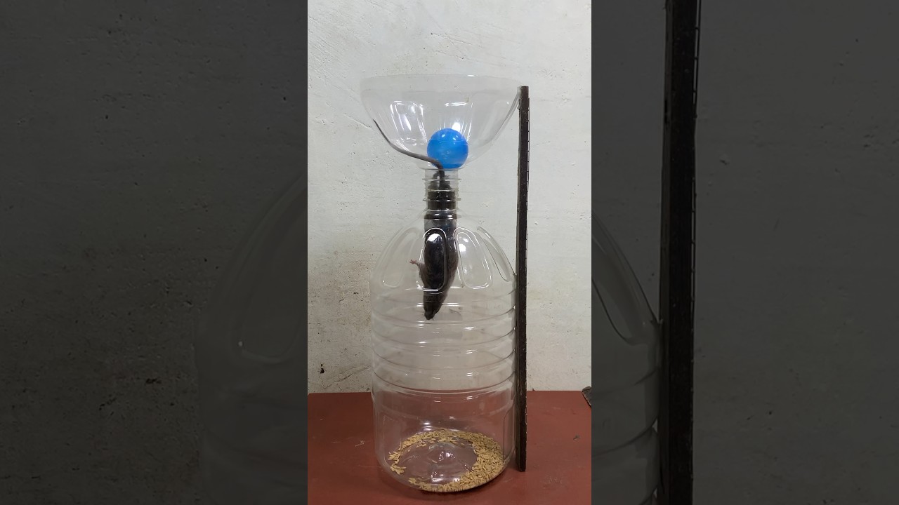 easy mousetrap from scrap plastic bottles / creative mousetrap #rat #rattrap #mousetrap #shorts