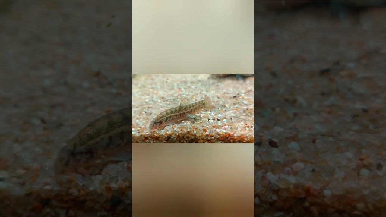 Indian Spiny Loach Ayirai fish