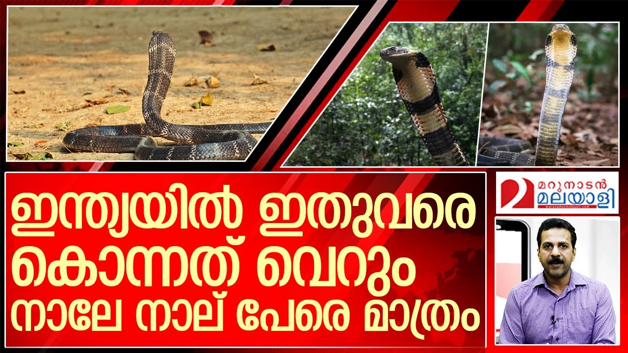 രാജവെമ്പാലയെക്കുറിച്ച് അറിയേണ്ടതെല്ലാം  I   about king cobra