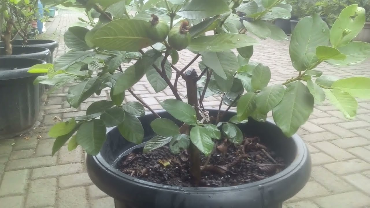 Agar Jambu Kristal cepat Berbuah