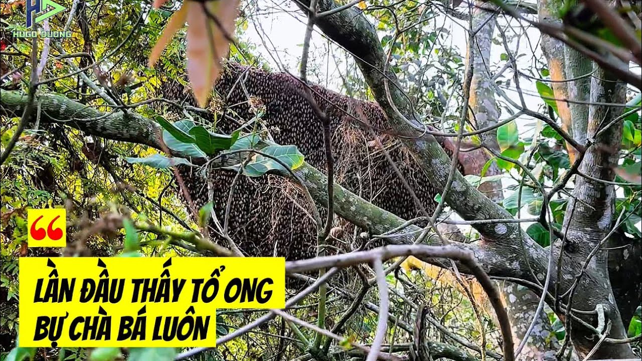 Lần đầu gặp và thu hoạch mật ở tổ ong ruồi BỰ NHƯ CÁI MỀN trong vườn sầu riêng ở Tây Ninh #hugoduong