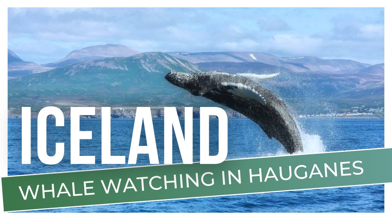 Whale Watching in Northern Iceland | Go&eth;afoss and Hauganes