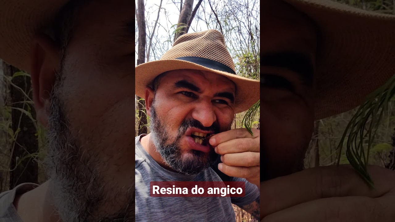 Resina do angico #shorts