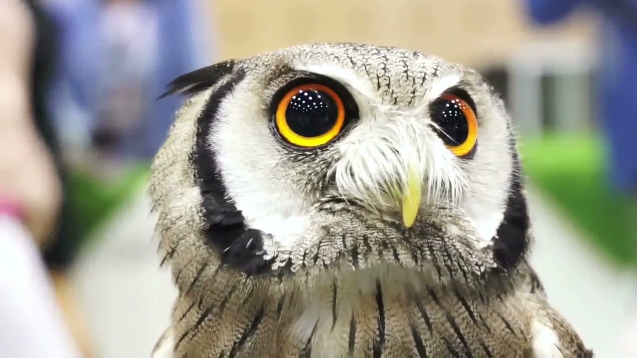 owls behaviour in nature and adaptation