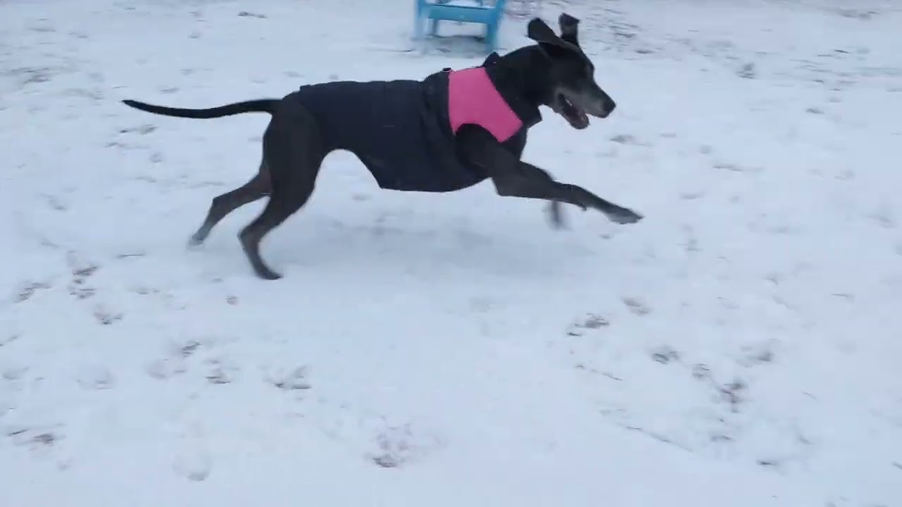 Great Danes are playing on snow January 2026