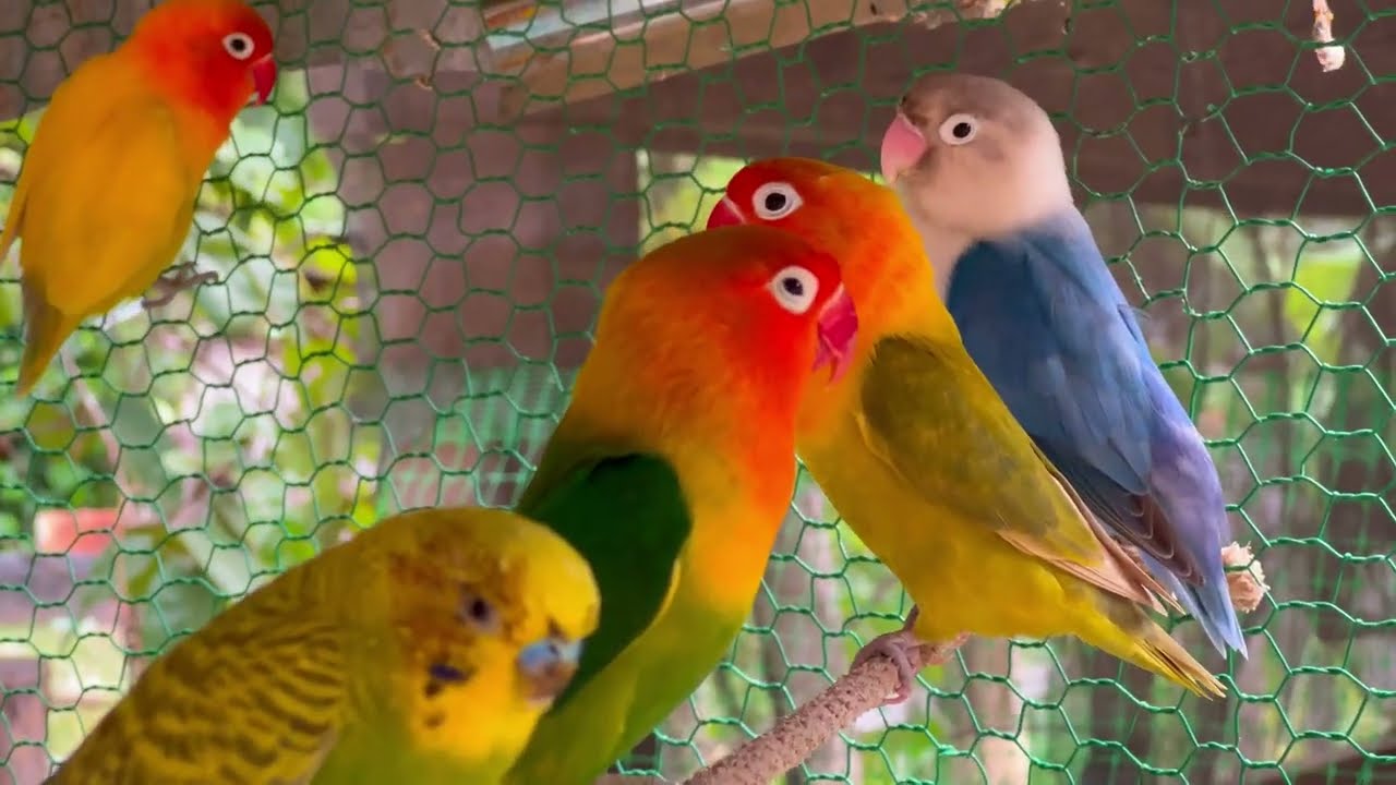 Smart lovebird Parrot , Little Cute Parrot  #birds #parrot #lovebird