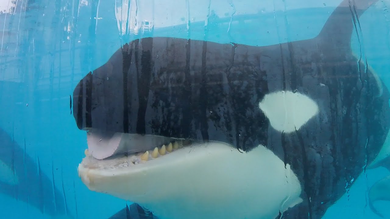 Nakai - Killer Whales Up Close Tour Clips