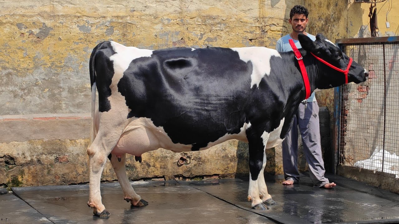 8 Cows for sale, 8 ਗਾਵਾਂ ਸੈਦੋਕੇ ਵਾਲੇ ਕਾਲੇ ਕੋਲ 