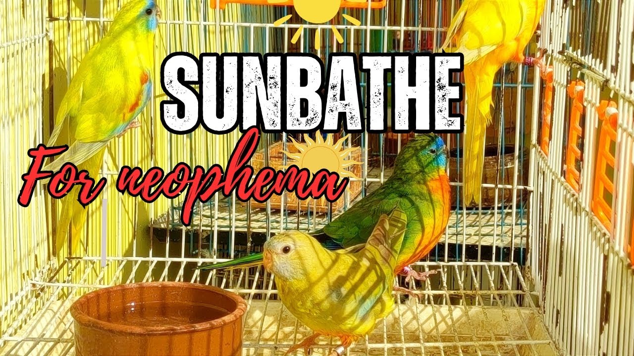 Happy sunbathe for neophema turquoisin and splendida