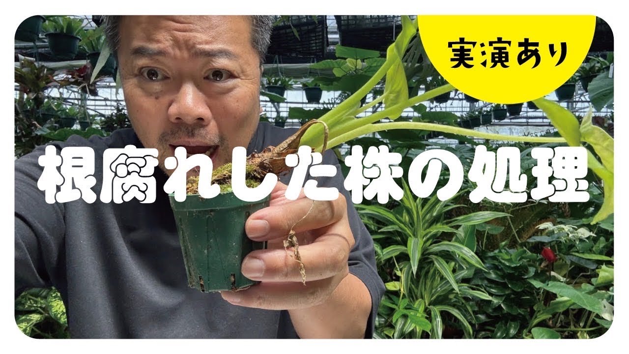 今植え替えるべき植物⁉️を解説　根腐れ編