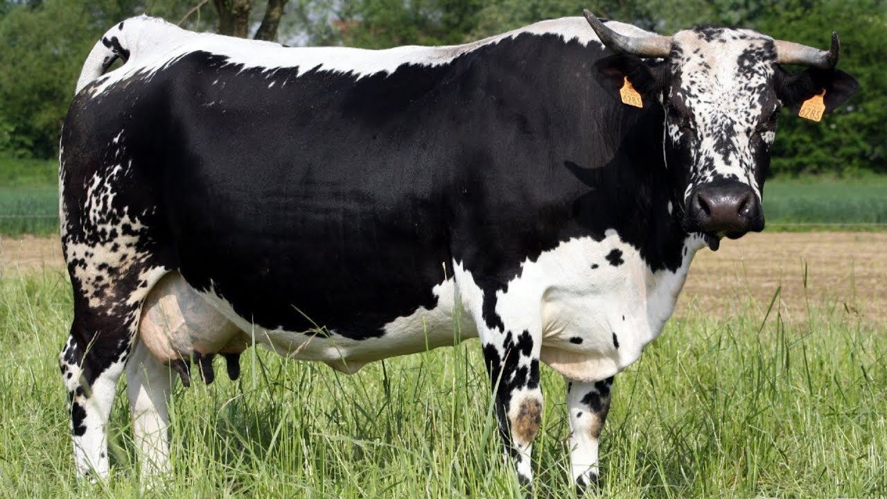 Randall Lineback Cattle | Critically Endangered