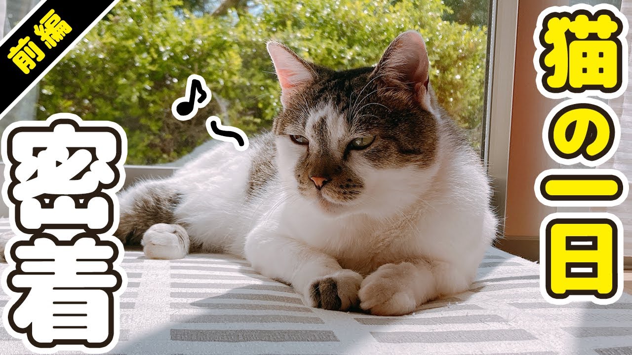 【前編】愛猫の1日に密着してみた ～いつもこんな風に過ごしてます～