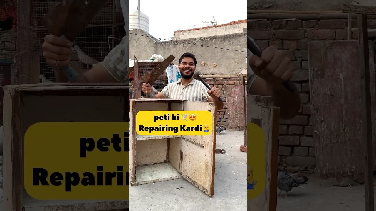 Peti Ki Repairing kardi 🕊️😍 #minivlog #pigeon #kabutar #jackkabutarkivideo #pets #house #shorts