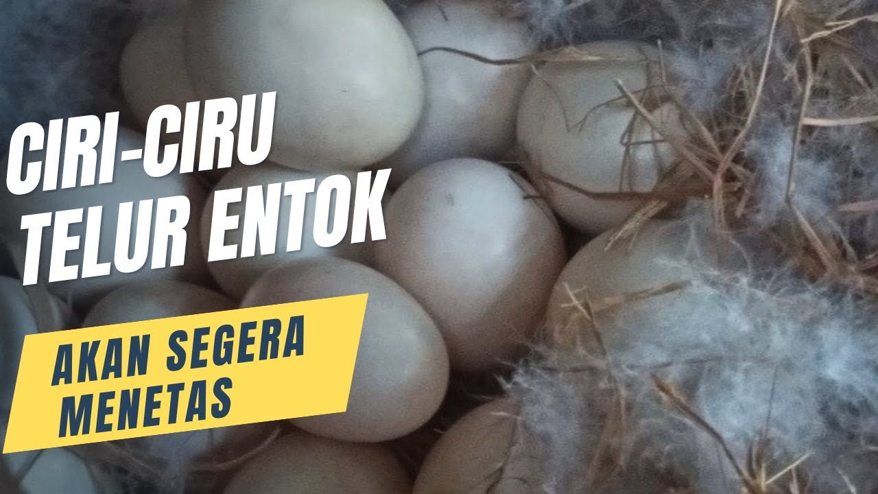 Telur entok  ciri dan tanda tandanya ketika mau menetas #ternaksekalarumahan