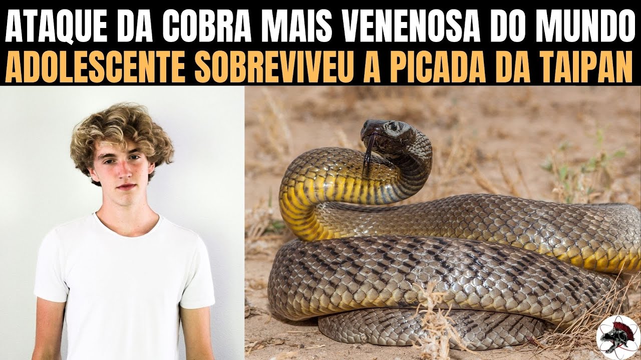 Ataque da Taipan, Adolescente Sobreviveu a Cobra Mais Venenosa do Mundo | Biólogo Henrique