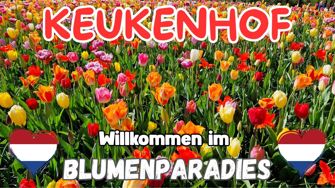 Keukenhof -  Mehr als nur Tulpen! Rundgang durch den schönsten Blumengarten Europas!