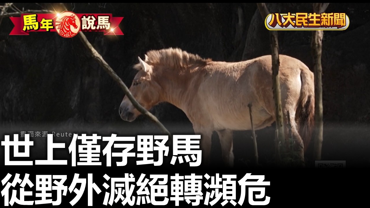 世上僅存野馬 從野外滅絕轉瀕危 八大民生新聞 2026021009