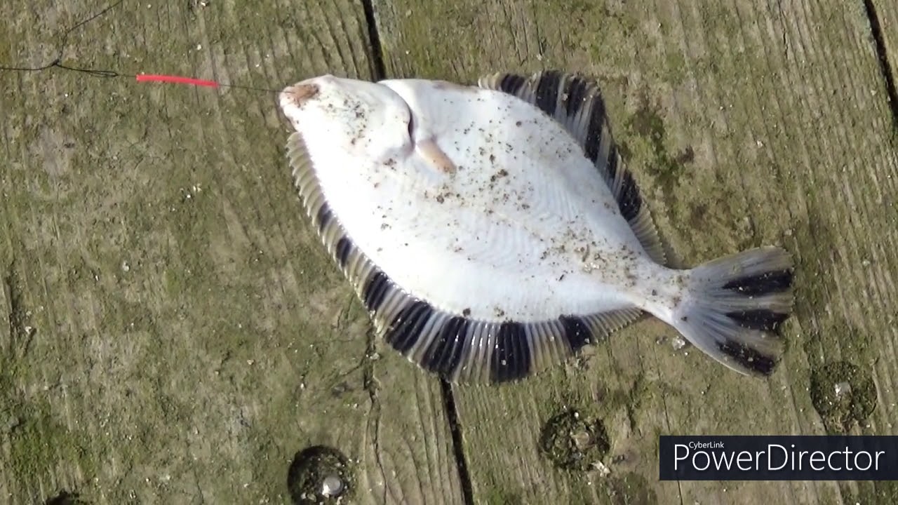 カワガレイ釣り ไปตกปลาKawagarei วันนี้