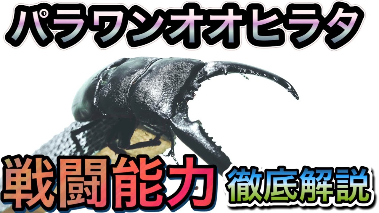 パラワンオオヒラタ 強さ 戦闘能力徹底解説！【たっカブ】