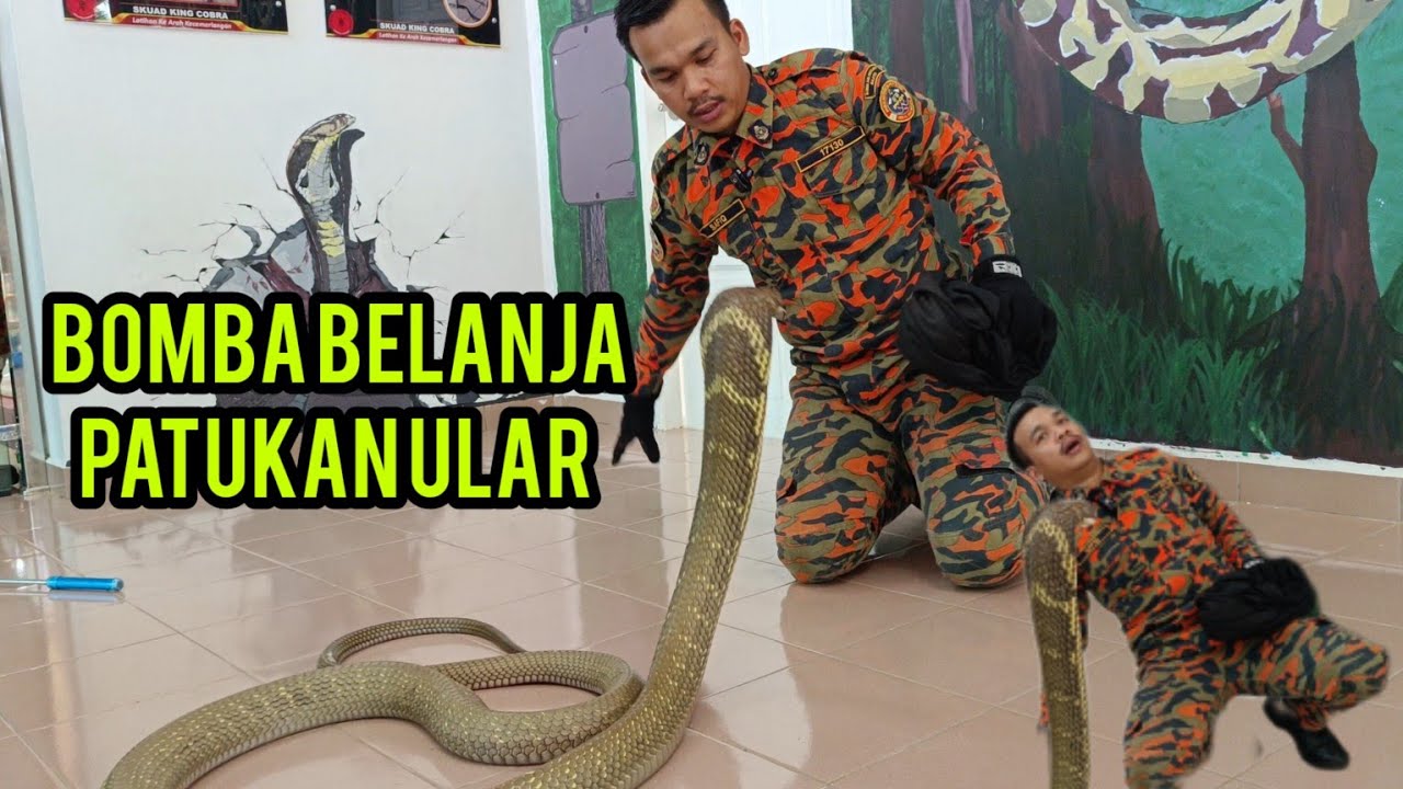 PERANGAI ULAR | KURSUS ULAR BOMBA PART -1