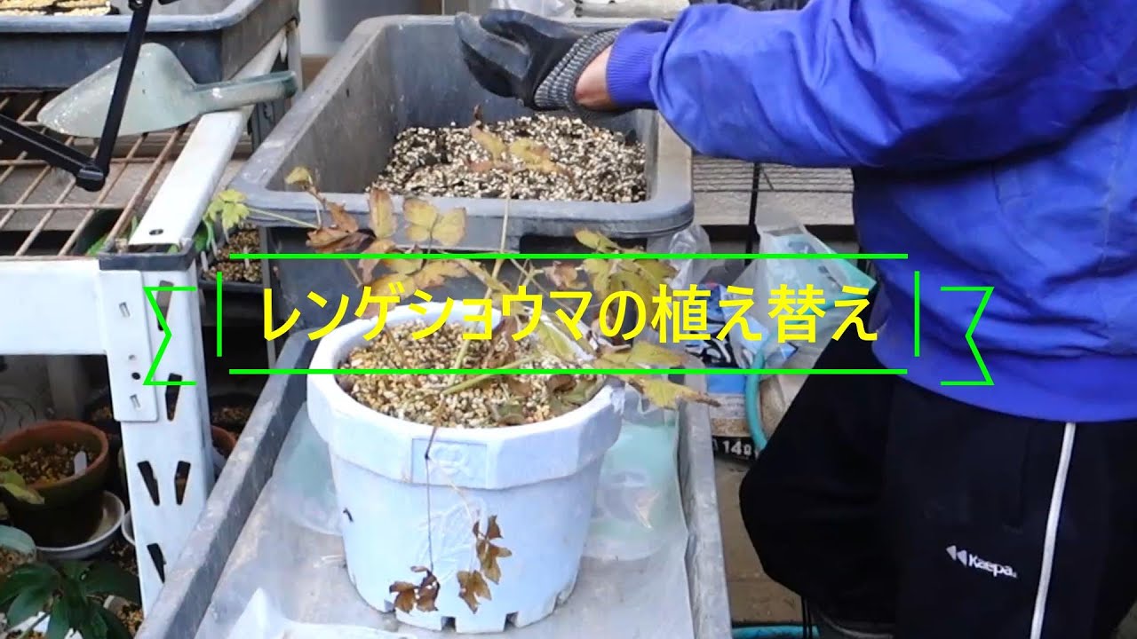 「レンゲショウマの植替え」山野草のレンゲショウマの植替えを紹介します～♪